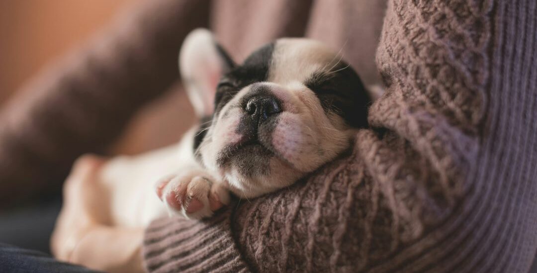 Puppy omega 3 1 e1714036490514