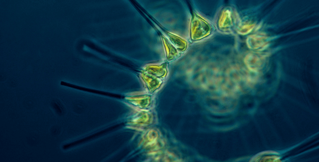 Arctic blue fytoplankton